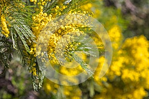 Golden wattle tree flowers in bloom with blurred background and copy space
