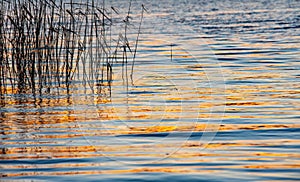 Golden waves. Reeds, in lake water reflected parallel lines and curves, golden hour in polish nature reserve Lednica lake.