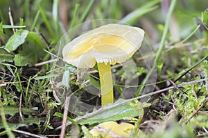 The Golden Waxcap Hygrocybe chlorophana is an inedible mushroom