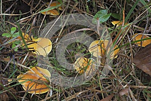 The Golden Waxcap Hygrocybe chlorophana is an inedible mushroom