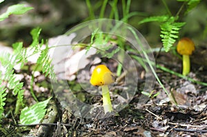 Golden waxcap mushrooms on forest floor