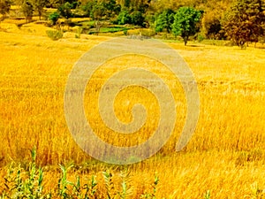 Golden weats fields