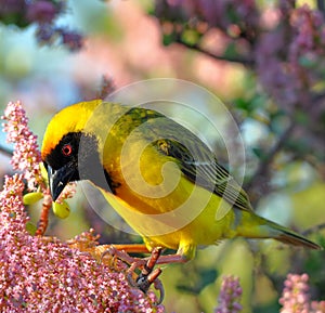 Golden weaver