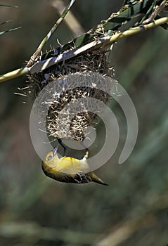 Golden Weaver, ploceus xanthops, Adult building Nest, Kenya