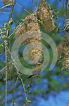 Golden Weaver, ploceus xanthops, Adult near Nest, Tanzania