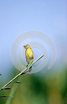 GOLDEN WEAVER ploceus xanthops, ADULT SINGING ON BRANCH, KENYA