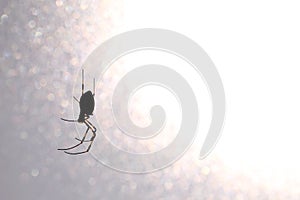 Golden-web spider