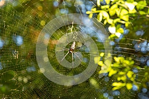 The golden web spider Nephila maculata on web photo