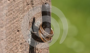 Golden wedding rings with brilliants stylishly arranged at the medieval door oars photo