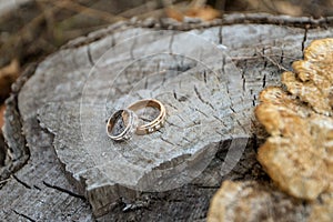 Wedding Rings Outdoors on the Tree Background