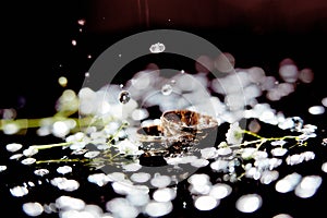 Golden wedding rings with some splashes of water