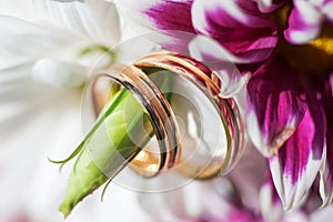 Golden wedding rings on the spring white and purple flowers