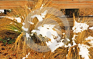 Golden weeds, against wood deck, greets snow fall