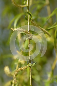 Golden Weeping Willow photo