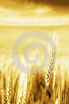 Golden wheat