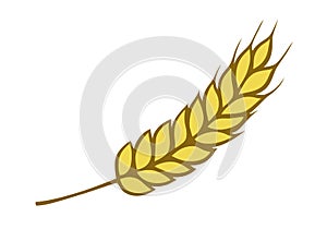 Golden wheat photo