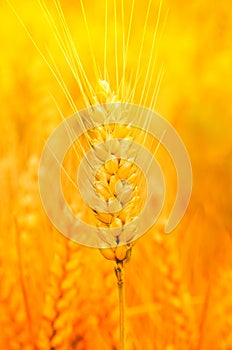 Golden wheat