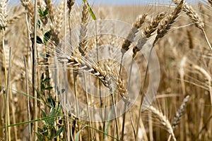 Golden Wheat