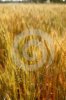 Golden wheat cereal yellow field