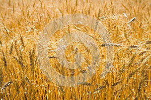 Golden wheat cereals photo