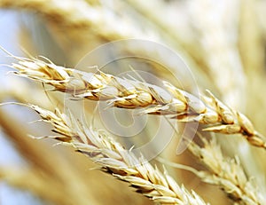 Golden wheat close-up