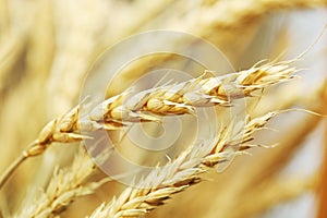 Golden wheat close-up