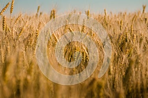 Golden wheat close up.