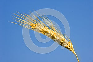 Golden wheat closeup