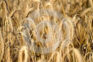 Golden wheat crop, close up. Spikelets of wheat with grain n sunny rural field. Golden ripening ears of wheat in summer on the fie