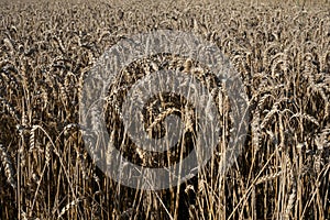 Golden wheat with culms and spikelets