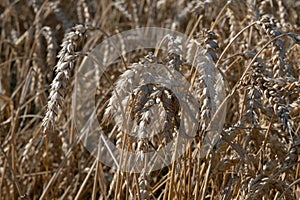 Golden wheat with culms and spikelets