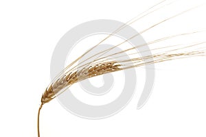 Golden wheat ear isolated