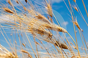 Golden wheat ears against blue sky