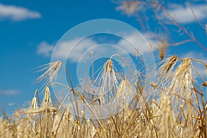 Golden wheat ears against blue sky