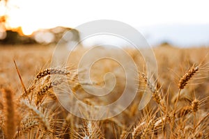 Golden wheat ears close up fields harvest crop