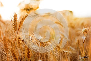 Golden wheat ears close up fields harvest crop