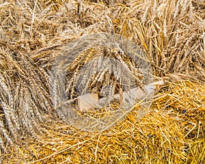 Golden wheat ears and dry hay, background, harvest, autumn