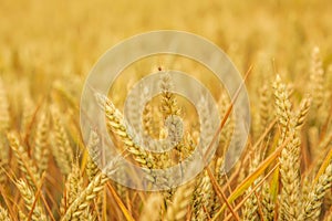 Golden wheat ears in the field, close up