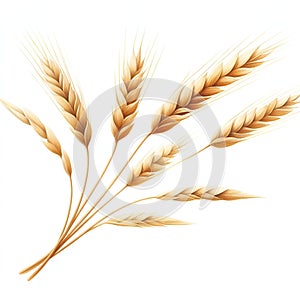 golden wheat ears for summer agriculture harvest card decor