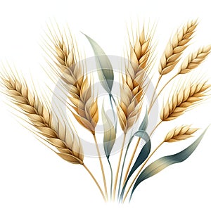 golden wheat ears for summer agriculture harvest card decor