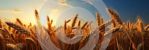 Golden wheat ears in sunlit field, capturing essence of natures beauty and tranquility