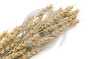 Golden wheat ears on white background