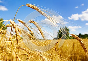 Golden wheat in a farm field