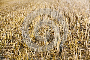 Golden wheat field