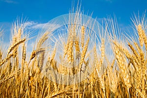 Golden wheat field