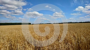 Golden wheat field photo