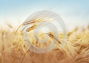 Golden wheat field