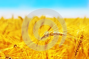 Golden wheat field