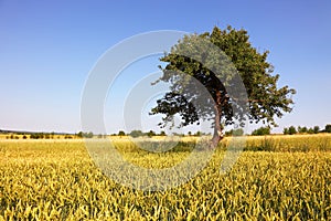 Golden wheat field