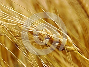 Golden wheat field